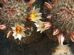 Mammillaria dioica dioica