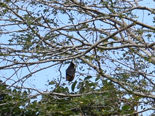 Pteropus niger