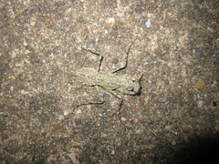 Theopompa ophthalmica