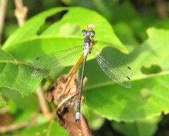 Lestes disjunctus