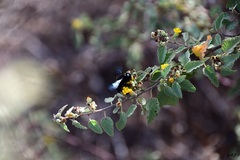 Xylocopa darwini