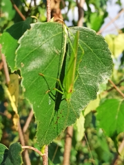 Phaneroptera falcata