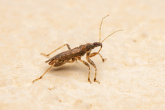 Himacerus mirmicoides