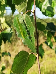 Phaneroptera falcata