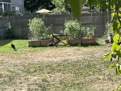 Meleagris gallopavo silvestris