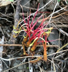 Amyema miquelii