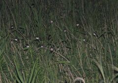 Hirundo rustica