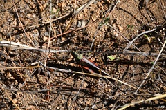 Schistocerca melanocera