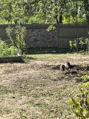 Meleagris gallopavo silvestris