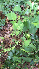 Persicaria perfoliata