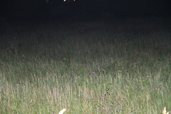 Hirundo rustica