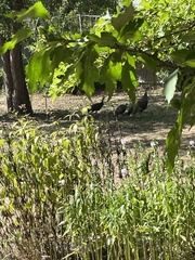 Meleagris gallopavo silvestris