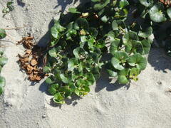 Calystegia soldanella