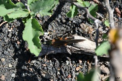 Schistocerca melanocera