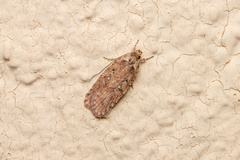 Agonopterix heracliana