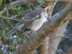 Turdus amaurochalinus