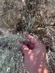 Artemisia tridentata