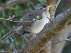 Turdus amaurochalinus