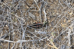Schistocerca melanocera