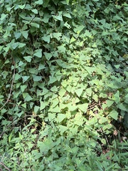 Persicaria perfoliata