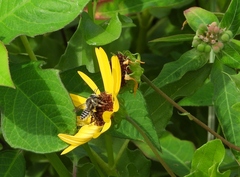 Megachile mendica