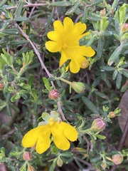 Hibbertia hypericoides