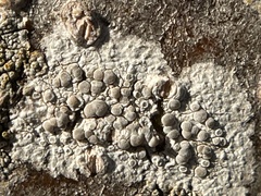 Lecanora caesiorubella
