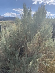 Artemisia tridentata