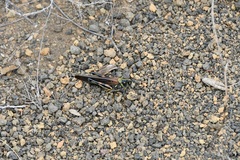Schistocerca melanocera