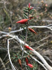 Stenanthera conostephioides
