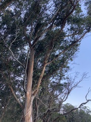 Eucalyptus globulus