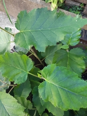 Physocarpus opulifolius