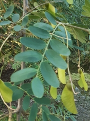 Tipuana tipu