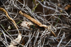 Schistocerca melanocera