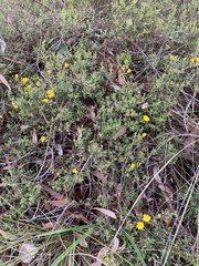 Hibbertia hypericoides