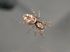 Salticus scenicus