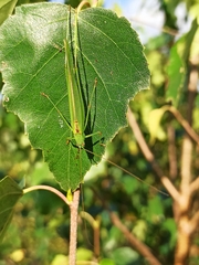 Phaneroptera falcata