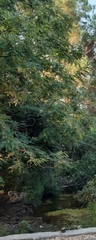 Tipuana tipu