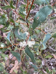 Hakea
