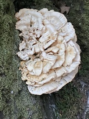 Laetiporus cincinnatus