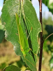 Phaneroptera falcata