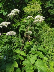 Heracleum