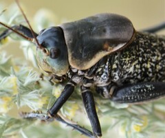 Anabrus simplex
