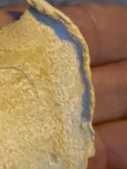 Laetiporus cincinnatus