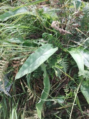 Cirsium heterophyllum