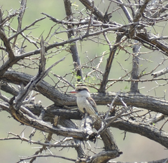 Halcyon chelicuti chelicuti