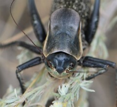 Anabrus simplex