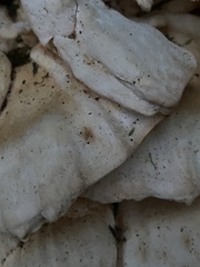 Laetiporus cincinnatus