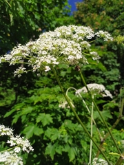 Heracleum