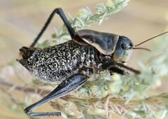 Anabrus simplex